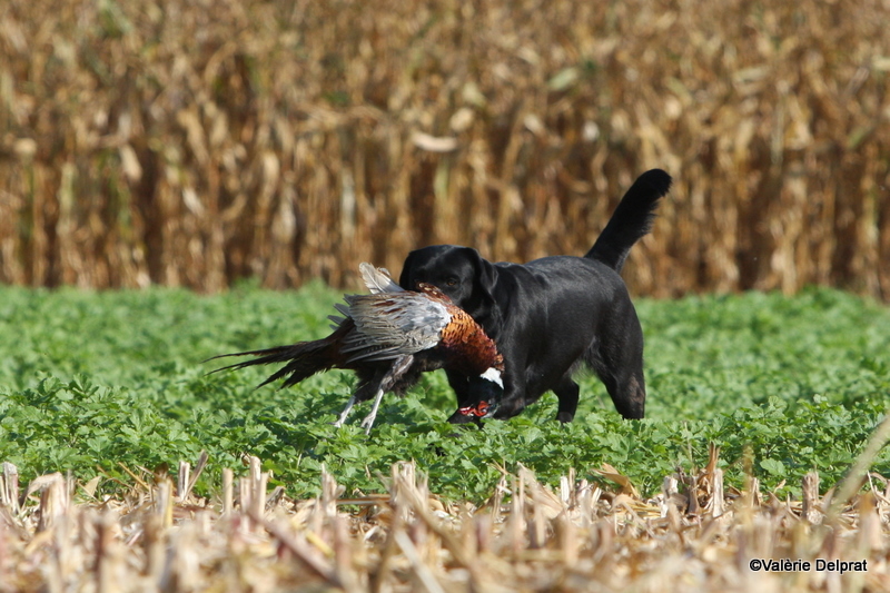 Field Erstein 09 (137).JPG